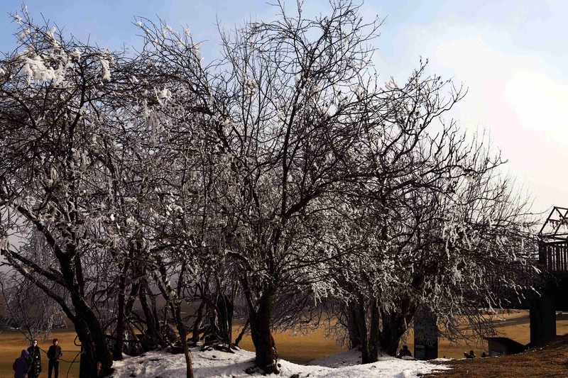 游览重庆仙女山国家森林公园（二）