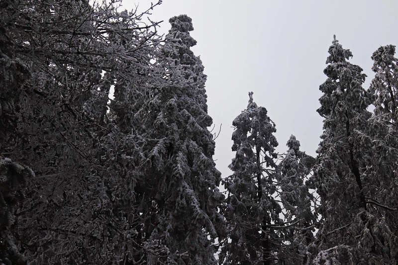 游览重庆仙女山国家森林公园（二）