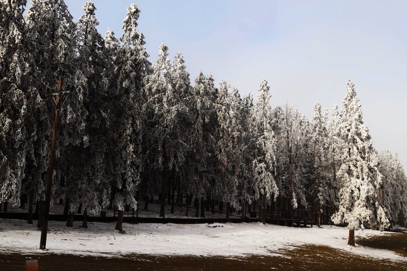 游览重庆仙女山国家森林公园（二）