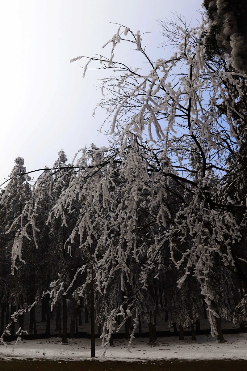游览重庆仙女山国家森林公园（二）