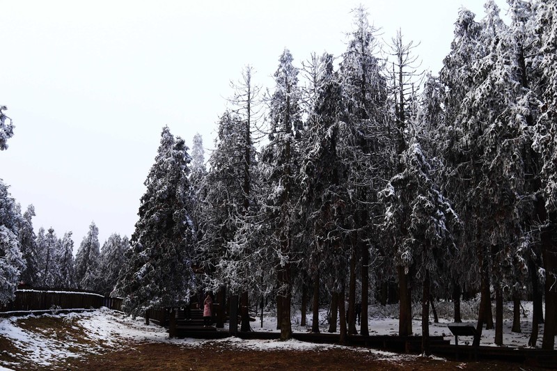 游览重庆仙女山国家森林公园（二）