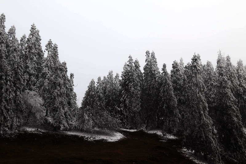 游览重庆仙女山国家森林公园（二）