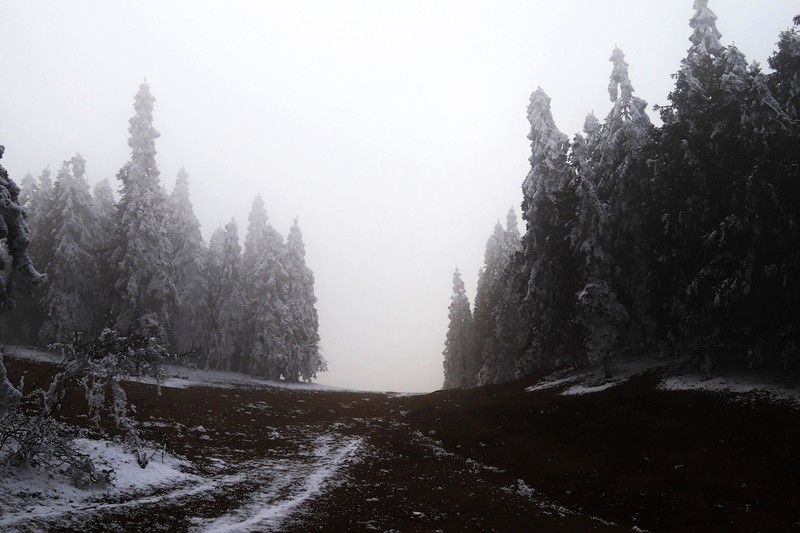 游览重庆仙女山国家森林公园（二）