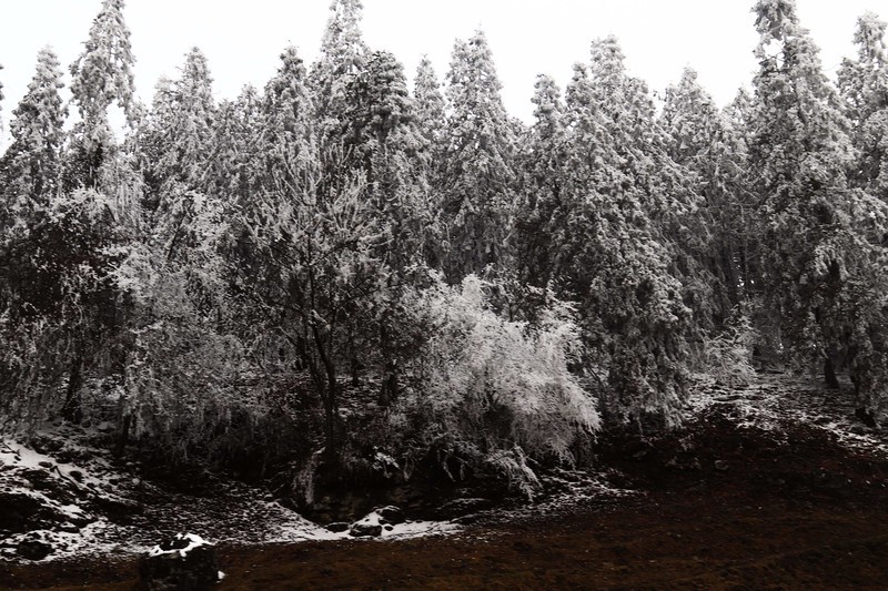 游览重庆仙女山国家森林公园（二）