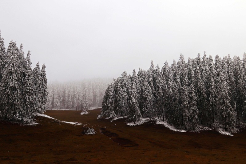 游览重庆仙女山国家森林公园（二）