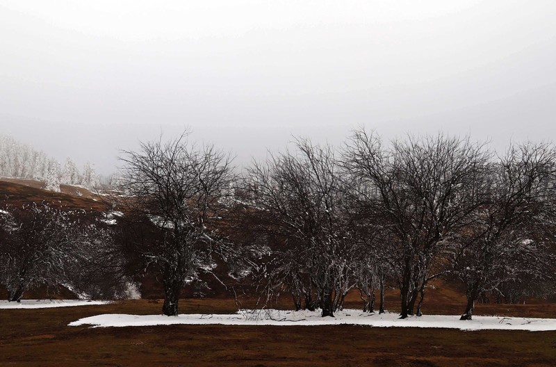 游览重庆仙女山国家森林公园（二）