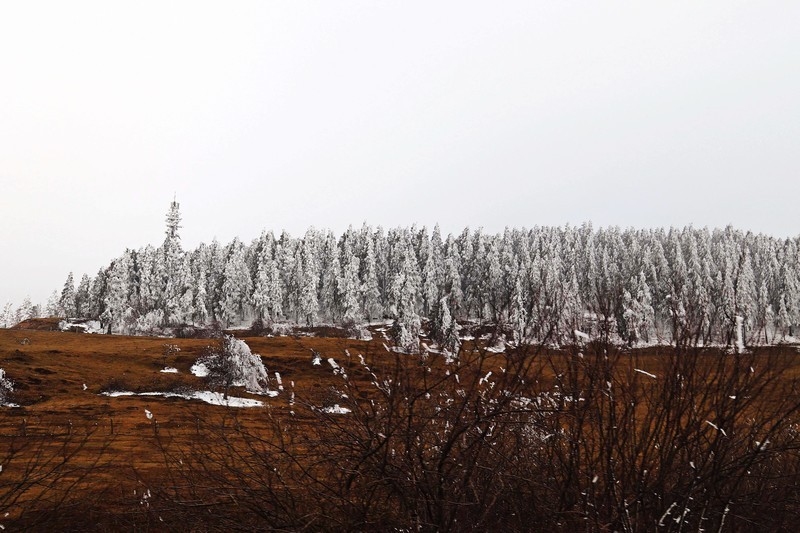 游览重庆仙女山国家森林公园（二）