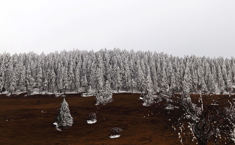 游览重庆仙女山国家森林公园（二）
