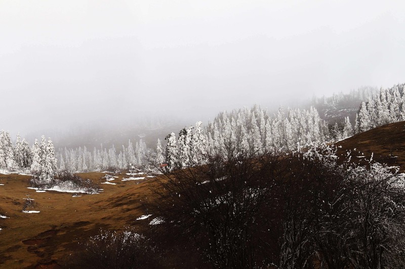 游览重庆仙女山国家森林公园（二）