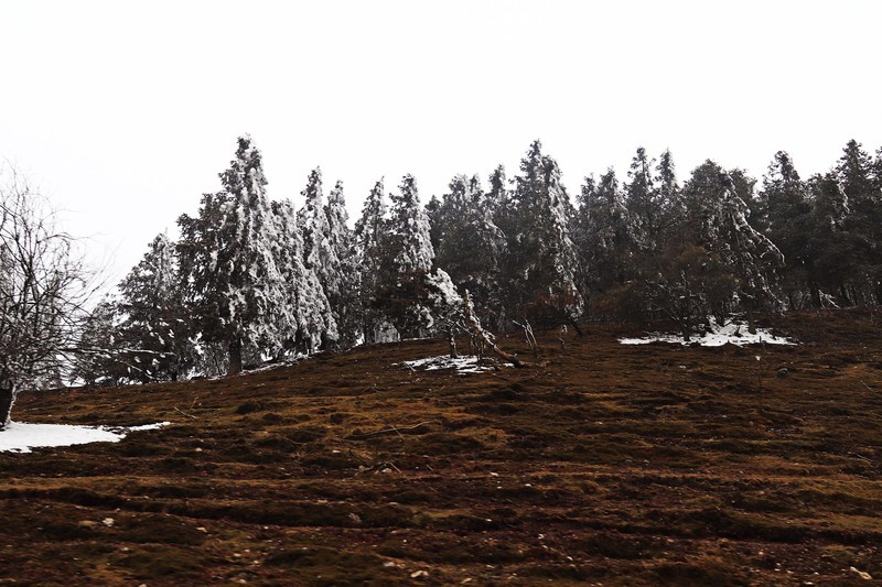 游览重庆仙女山国家森林公园（二）