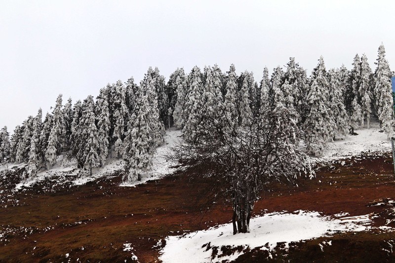 游览重庆仙女山国家森林公园（二）