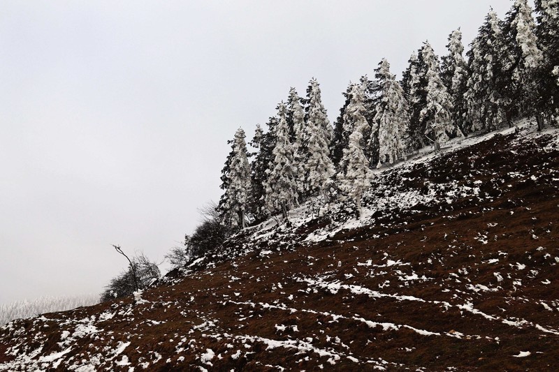 游览重庆仙女山国家森林公园（二）