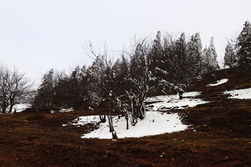 游览重庆仙女山国家森林公园（三）