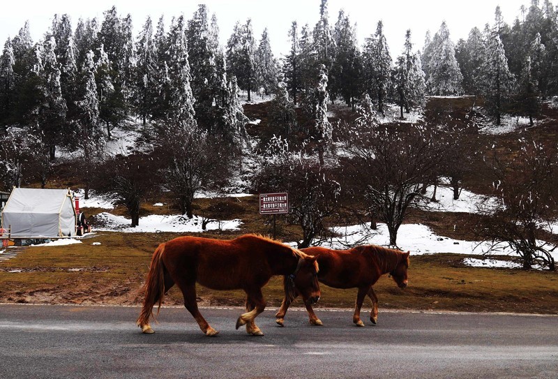 游览重庆仙女山国家森林公园（三）