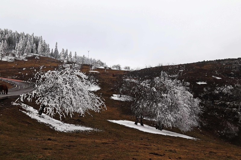 游览重庆仙女山国家森林公园（三）