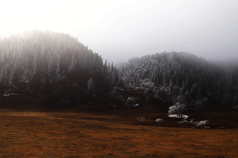 游览重庆仙女山国家森林公园（三）