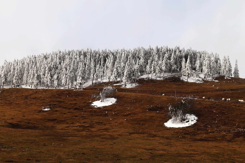 游览重庆仙女山国家森林公园（三）