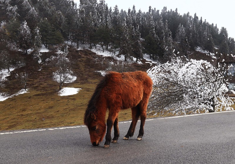 游览重庆仙女山国家森林公园（三）