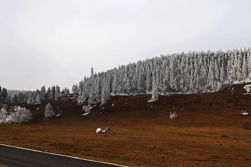 游览重庆仙女山国家森林公园（三）