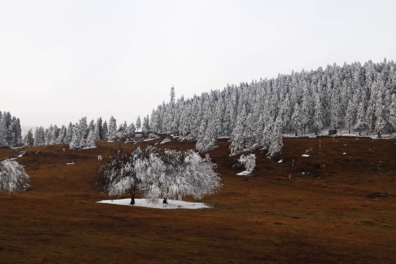 游览重庆仙女山国家森林公园（三）