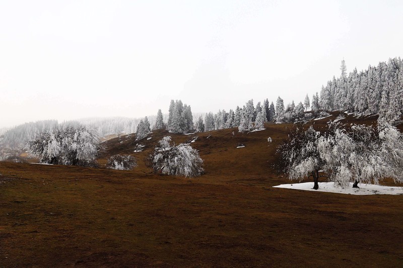 游览重庆仙女山国家森林公园（三）