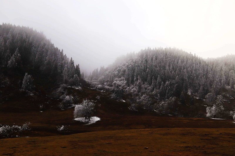 游览重庆仙女山国家森林公园（三）