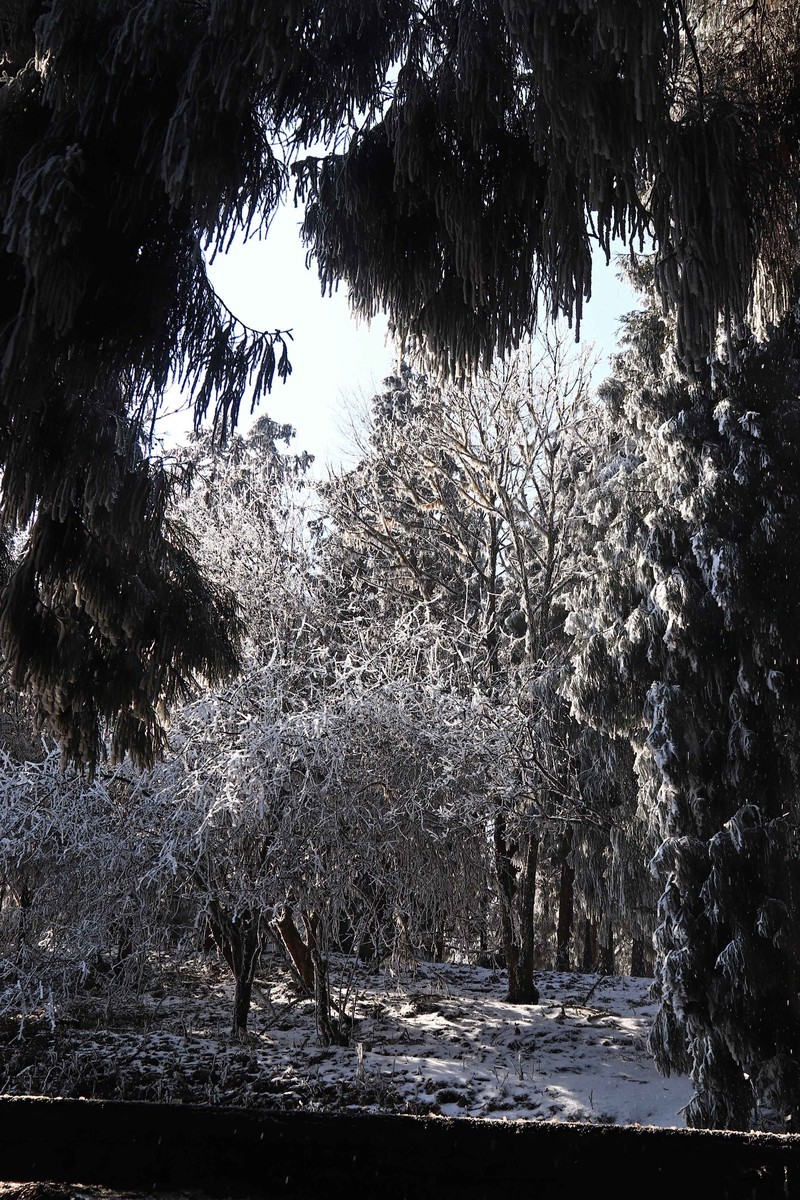 游览重庆仙女山国家森林公园（三）