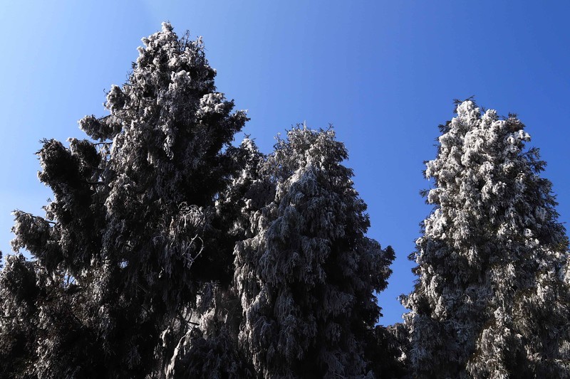 游览重庆仙女山国家森林公园（三）