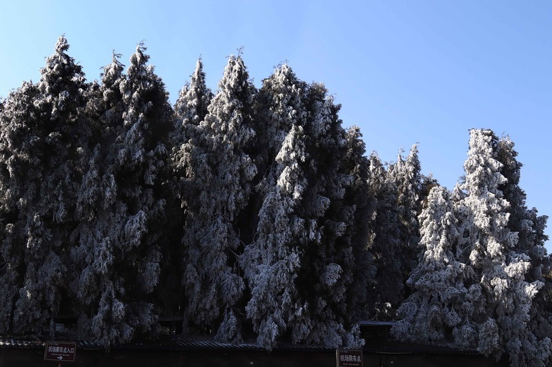 游览重庆仙女山国家森林公园（三）