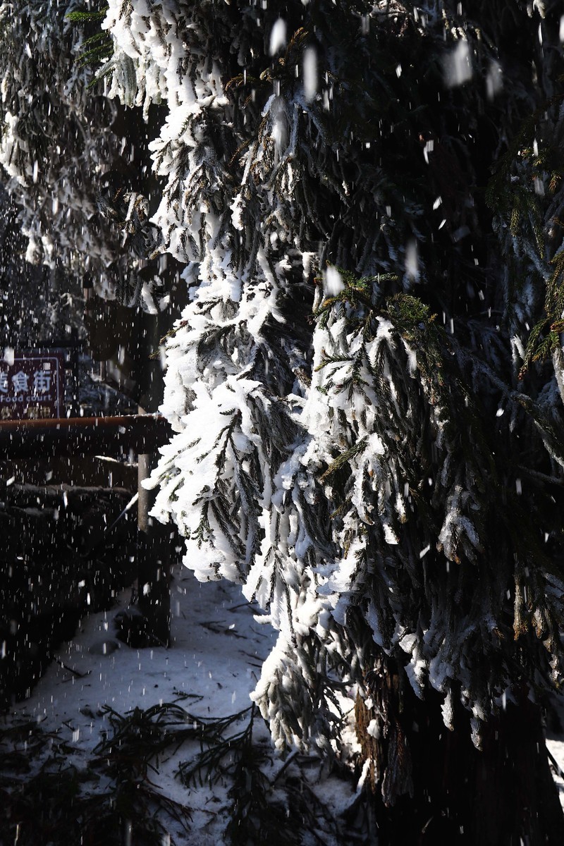 游览重庆仙女山国家森林公园（三）