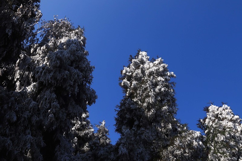 游览重庆仙女山国家森林公园（三）