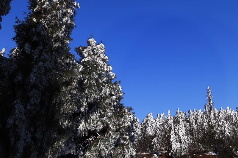 游览重庆仙女山国家森林公园（三）
