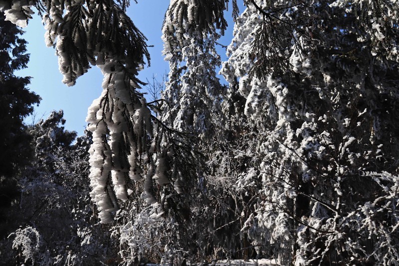 游览重庆仙女山国家森林公园（三）