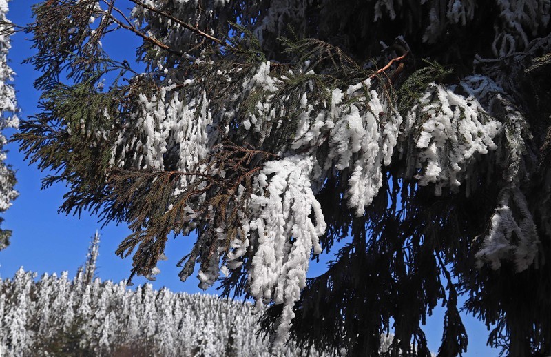 游览重庆仙女山国家森林公园（三）