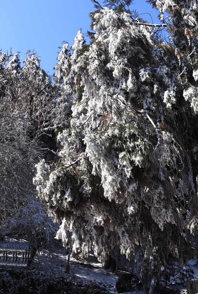 游览重庆仙女山国家森林公园（三）