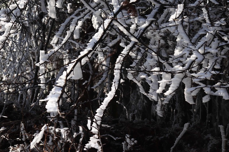 游览重庆仙女山国家森林公园（三）