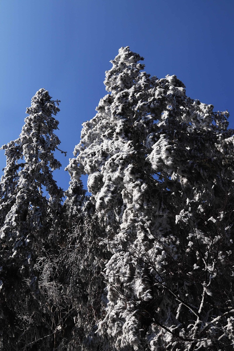 游览重庆仙女山国家森林公园（三）