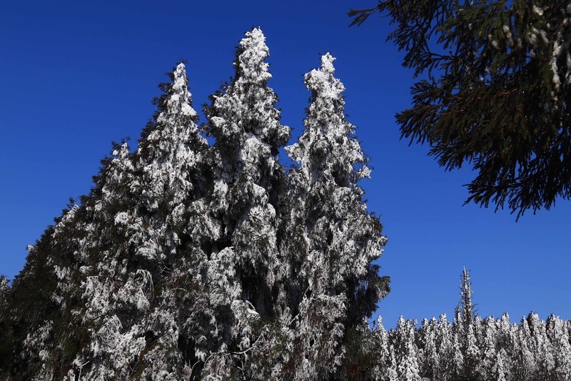 游览重庆仙女山国家森林公园（三）