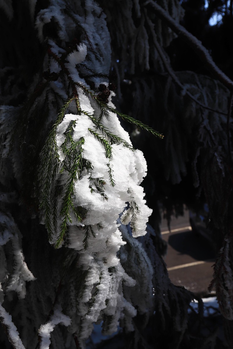 游览重庆仙女山国家森林公园（三）