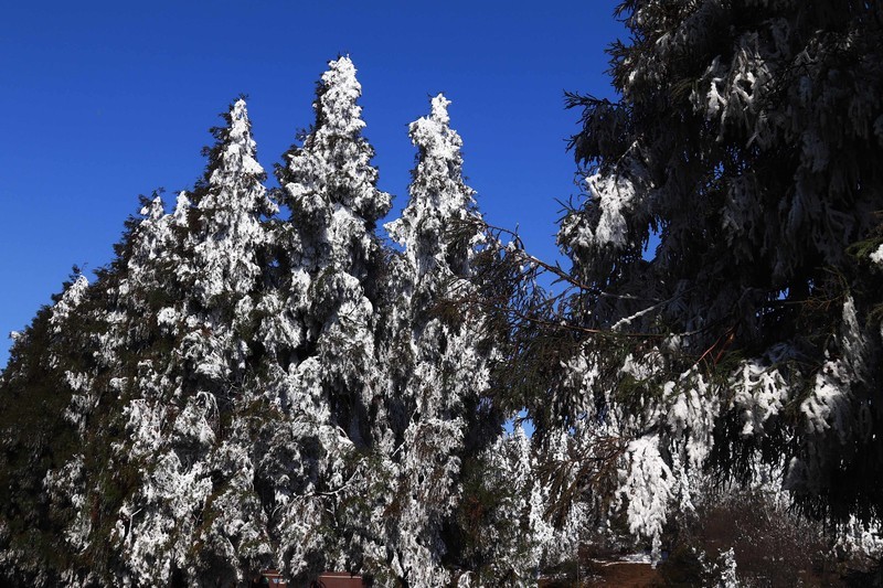 游览重庆仙女山国家森林公园（三）