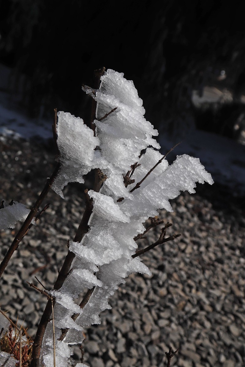 游览重庆仙女山国家森林公园（三）