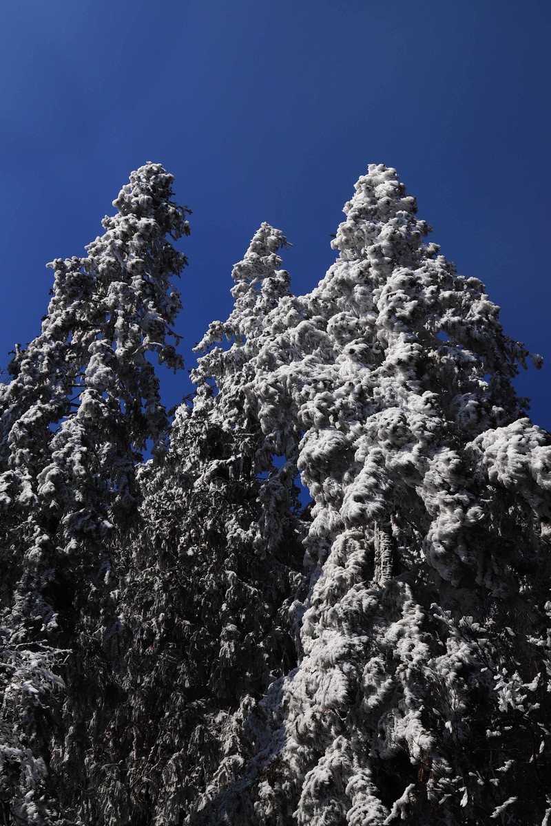 游览重庆仙女山国家森林公园（三）