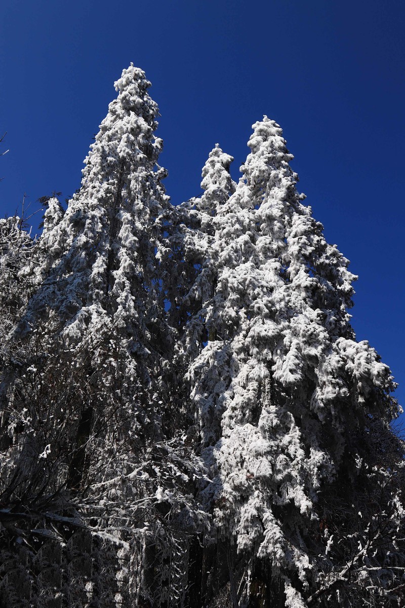 游览重庆仙女山国家森林公园（三）