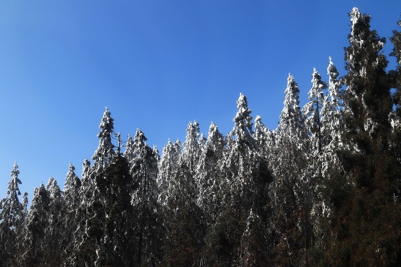游览重庆仙女山国家森林公园（三）