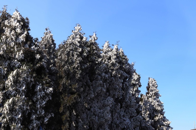 游览重庆仙女山国家森林公园（三）