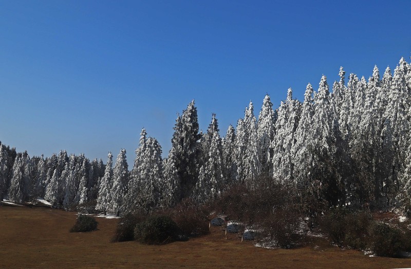 游览重庆仙女山国家森林公园（三）