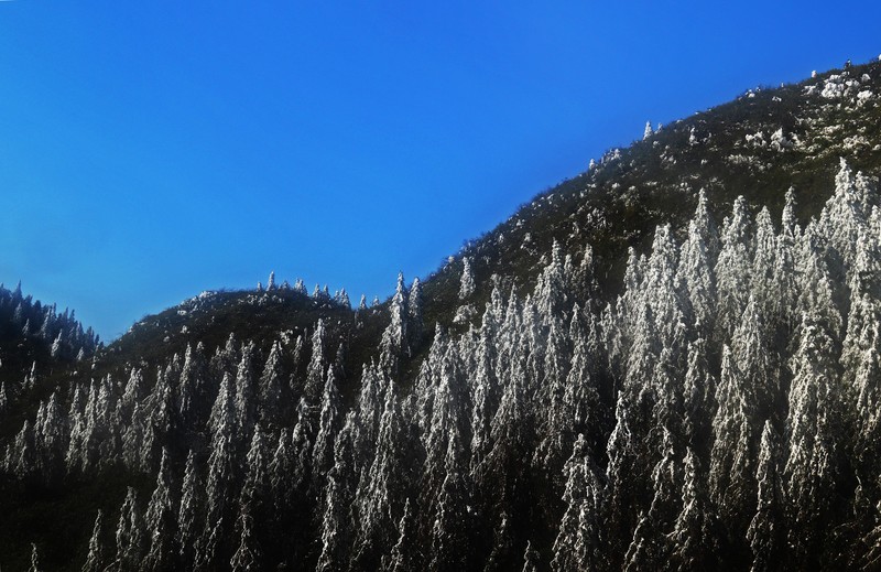 游览重庆仙女山国家森林公园（三）