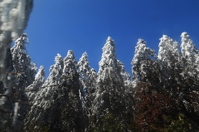 游览重庆仙女山国家森林公园（三）
