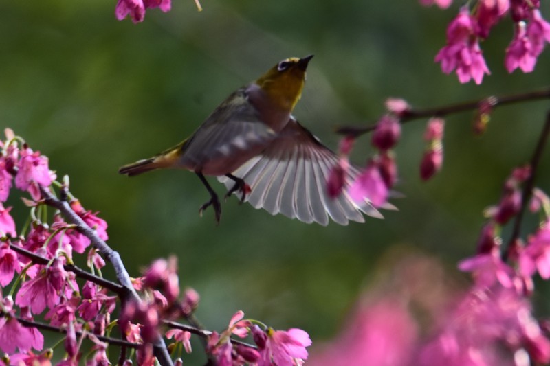 昨天的照片没能上传，今日重发