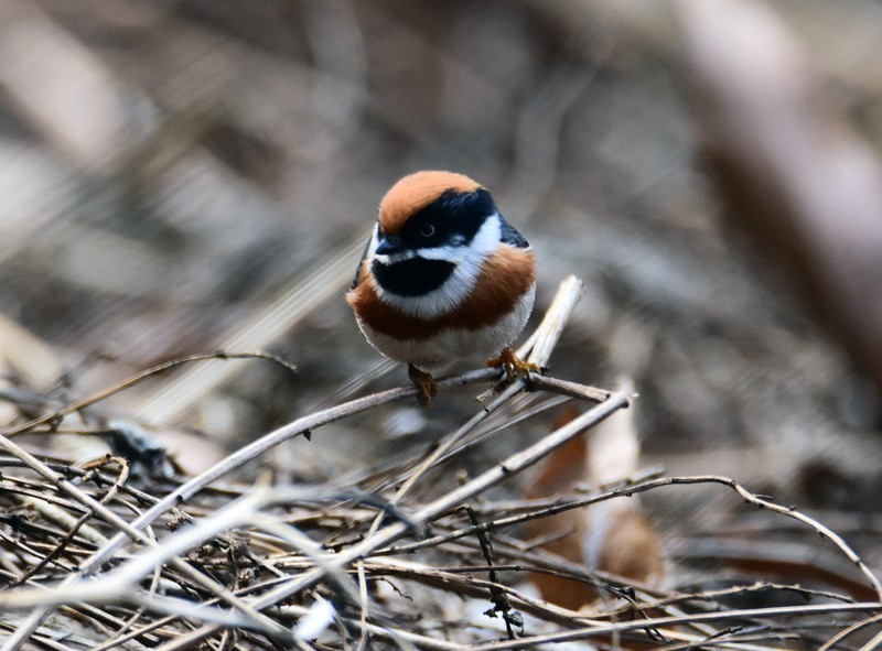 昨天的照片没能上传，今日重发